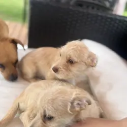 Goldenshire York MIXED with Chihuahua