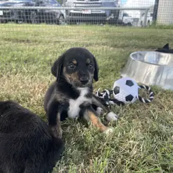 Aussiedor Puppies