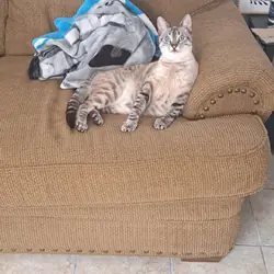 Siamese Point Lynx