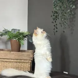 Munchkin Persian (Minuet/Napoleon)