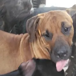 Mastiff boy