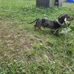 12 week dachshund