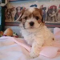SHICHON PUPPIES