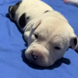 American Bully/American Staffordshire Puppies
