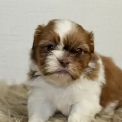 Home Bred Puppies For Sale