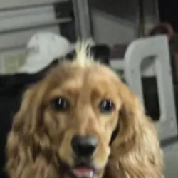 1.5 yr old female cockerspaniel