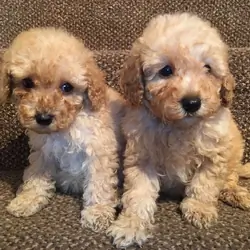 poodle puppies