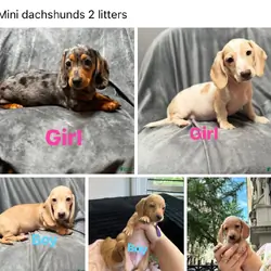 Mini dachshund puppies