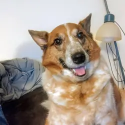 ACD-Australian Cattle Dog