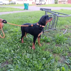 Puppy