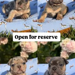 FRENCH AND ENGLISH BULLDOGS FOR RESERVATIONS