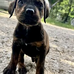 Mastweiler Orphan Pups