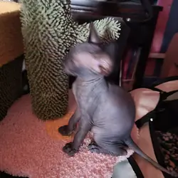 Sphynx kittens  almost ready