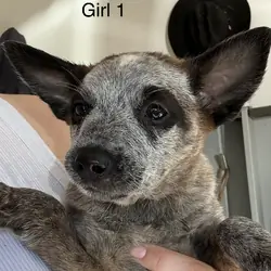 Blue Heeler Puppies