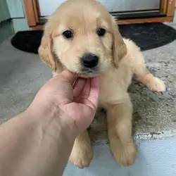 A puppy golden retriever