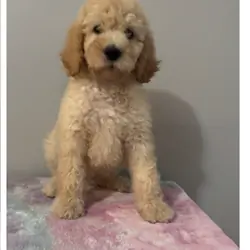 Poodles