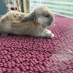Holland lop bunnies