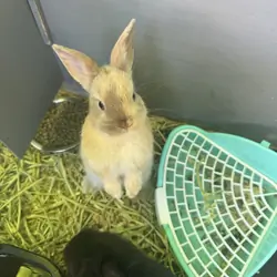 Black and Tan tort lop bunnies