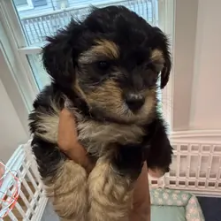 Yorkiepoo puppy !!!