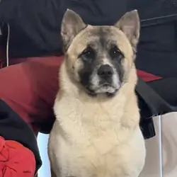 Akita female not neutered
