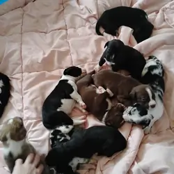 Puppies