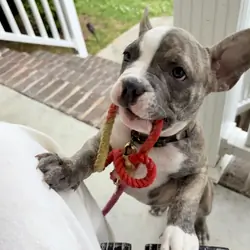 French Bulldog