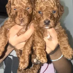 Red toy poodle
