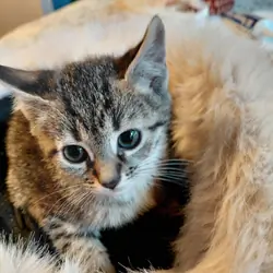 Savannah kitten 8 weeks purebred 200.00