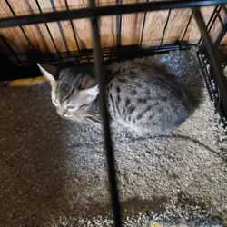 Savannah exotic purebred f5 kittens