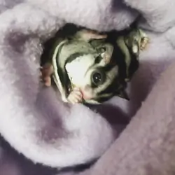 Sweet Sugar Gliders