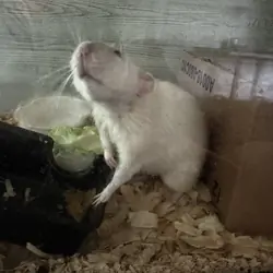 Rats