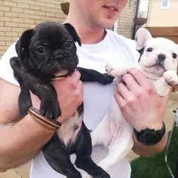 French bulldog puppies