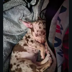 Chihuahua girl
