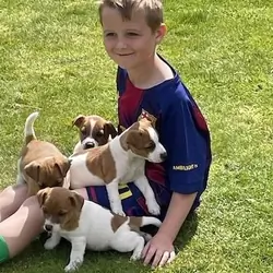 Jack Russell Terrier welpen
