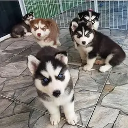Siberian husky puppies