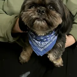 Purebred Shih Tzu