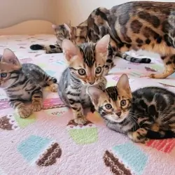 Bengal Cats