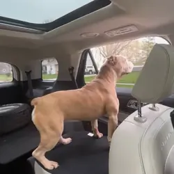 Olde English Bulldog
