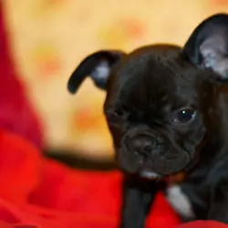 Female French bulldog puppy for sale eight