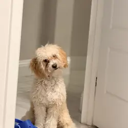 Male Maltipoo – 10 Months Old – $1000