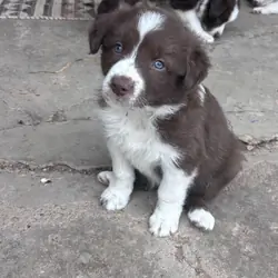 Border Collie Pups