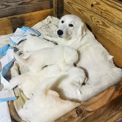 Great Pyrenees Puppy’s