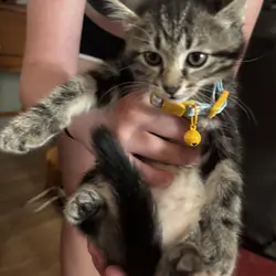 Kitten