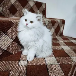 Purebred Persian Kitten  - Meet tommy