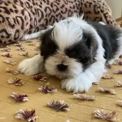 Brooks - AKC Registered Shih Tzu