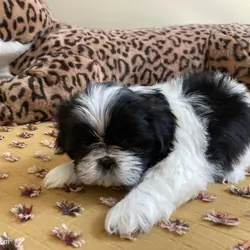 Sunny - AKC Registered Shih Tzu