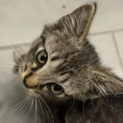 Male kitten 9 weeks old