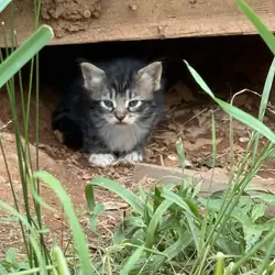 Kitten