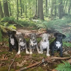 American tri merle bully