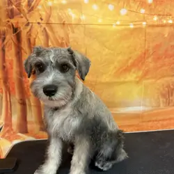Miniature Schnauzer